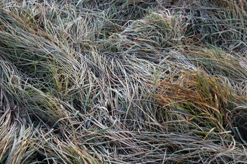 Frozen grass, tree trunk, reed , spider web and trunks in the morning sun