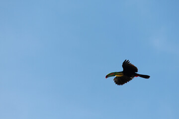 Flying toecan in Costa Rica