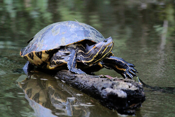 Turtle in Costa Rica
