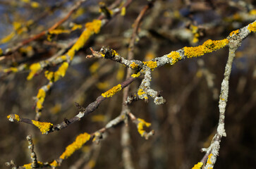 Natural abstract background. Yellow lichen on tree branches. Dry tree branches against the blue sky.