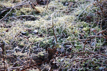 Frozen grass, tree trunk, reed , spider web and trunks in the morning sun