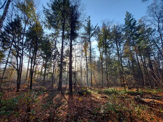 Sunbeams shine through the trees with leaves colored by autumn in the Kaapse Bossen