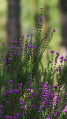Ravissantes fleurs de bruyère poussant aux abords d'une petite forêt de pins
