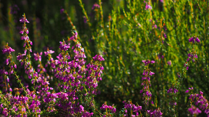 Ravissantes fleurs de bruyère poussant aux abords d'une petite forêt de pins