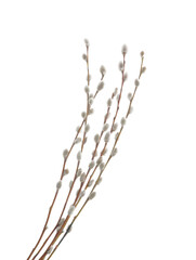 Willow twigs isolated on white background. without shadow clipping path © azure