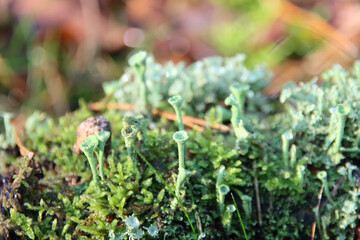 Chlorociboria aeruginascens is a saprobic species of mushroom, commonly known as the green elfcup or the green wood cup.
