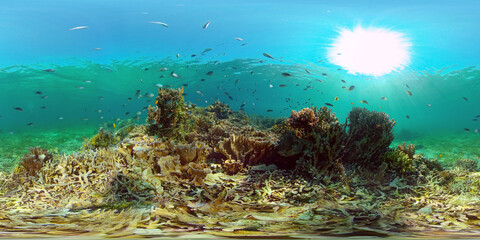 Fototapeta na wymiar Tropical colourful underwater seascape.The underwater world with colored fish and a coral reef. Philippines. 360 panorama VR