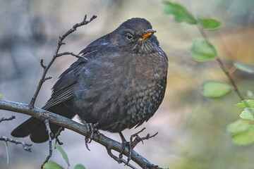 Amsel im Baum