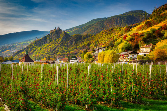 Farm of apple trees under the beautiful Saben Abbey in South Tyrol, Italy