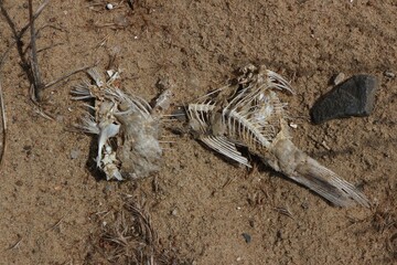 Fish bones lying on the sand at the beach

