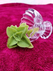 ajwain leafs and glass