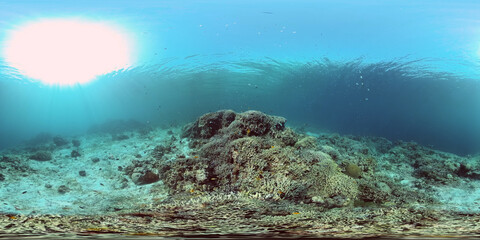 Reef Coral Tropical Garden. Tropical underwater sea fish. Colourful tropical coral reef. Philippines. 360 panorama VR