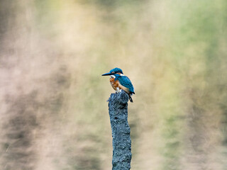 common kingfisher on a pond stump closer 1