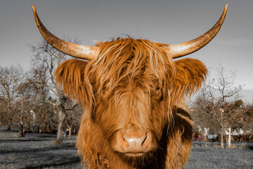 close up of a longhorn bull