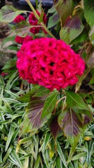 red and yellow flower