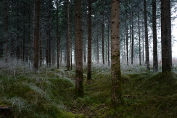 frosted forest