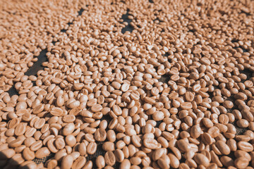 Coffee beans in the fermentation and washing process, dry raw coffee beans.