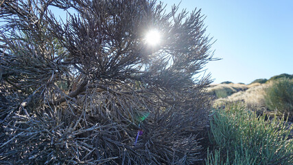 Sun shining through the branches of endemic broom plant in Teide National Park, Tenerife. Cold...