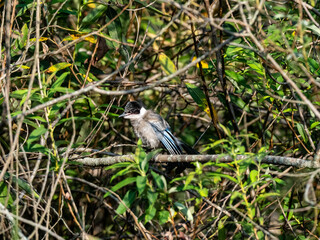 Azure-winged magpie in forest underbrush 2