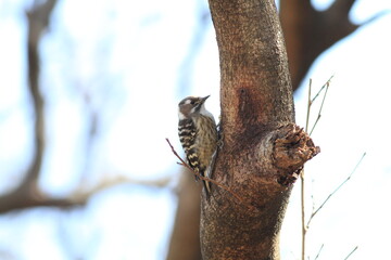 餌を探して木を激しくつつくコゲラ