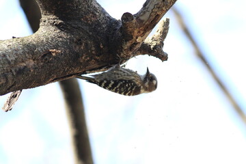 餌を探して木を激しくつつくコゲラ