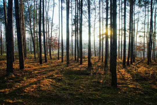 sunlight shining through the trees in the autumn forest © Grzegorz Sulkowski