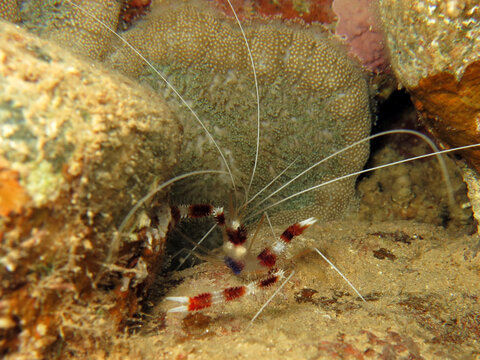 Banded coral shrimp Stenopus hispidus