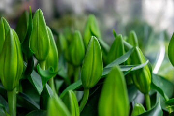 background of green Lily flower buds close up
