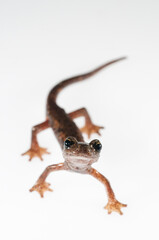 Ambrosii cave salamander (Hydromantes ambrosii) near Cinque Terre National Park, Italy.