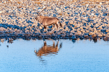 Oryx inside walking at a waterhole in northern Namibia