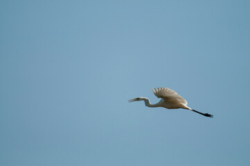 Obraz premium Great egret (Ardea alba) flying