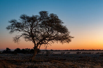 Naklejka na ściany i meble Silhouettes of Burchells zebras walking past large tree at sunset