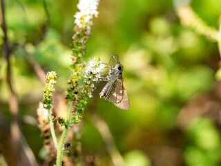 common straight swift on small white flowers 1
