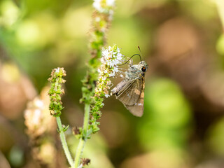 common straight swift on a small white flowers 3