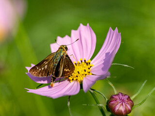 common straight swift on a pink cosmos flower 3