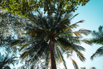 Fototapeta na wymiar Coconut trees On the way to the island Koh Lipe thailand