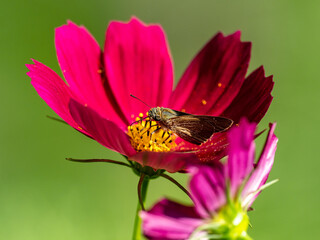 common straight swift on a red flower 2
