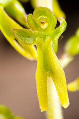 Common twayblade (Neottia ovata)