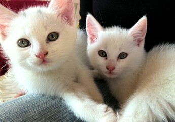 two kittens