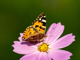 Painted Lady butterfly feeding from flower 1