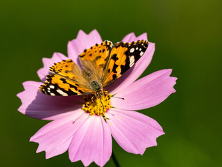 Painted Lady butterfly feeding from flower 3