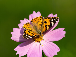Painted Lady butterfly feeding from flower 4