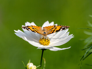 Painted Lady butterfly feeding from flower 8 © Hanstography