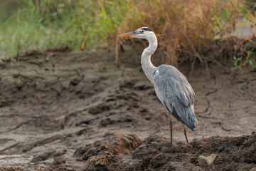 Grey heron standing on muddy ground looking into a distance