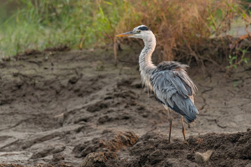 Fototapeta premium Grey heron puffing up its plumage