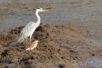 Grey heron standing on muddy ground with pond heron