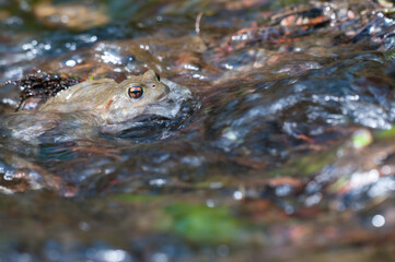 Common toad (Bufo bufo) in a stream in the Cinque Terre National Park, Italy.