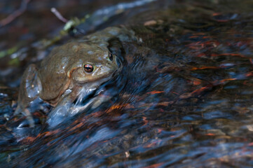 Common toad (Bufo bufo) in a stream in the Cinque Terre National Park, Italy.