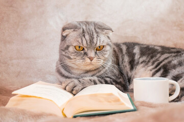 A gray striped Scottish Fold cat with yellow eyes sits on a blanket with a book and a cup. Cute funny pet. The concept of home comfort, relaxation, reading.