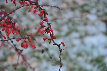 Red barberry on the background of snow .
